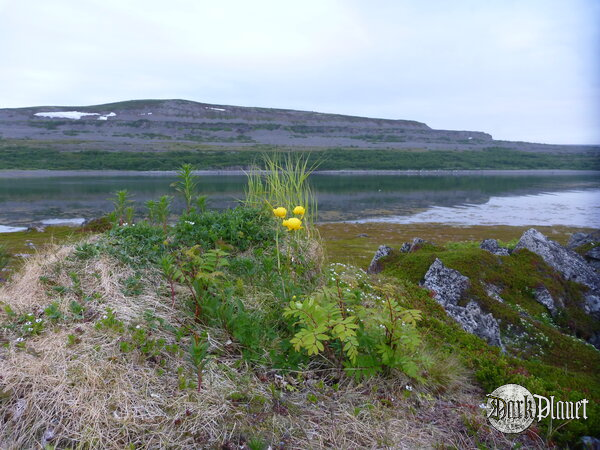 Arktyczna tundra latem
