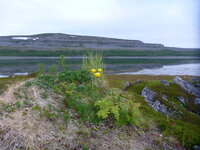 Arktyczna tundra latem