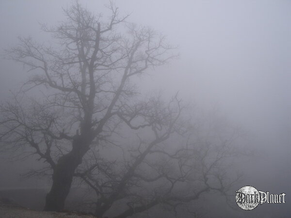 Fog 2