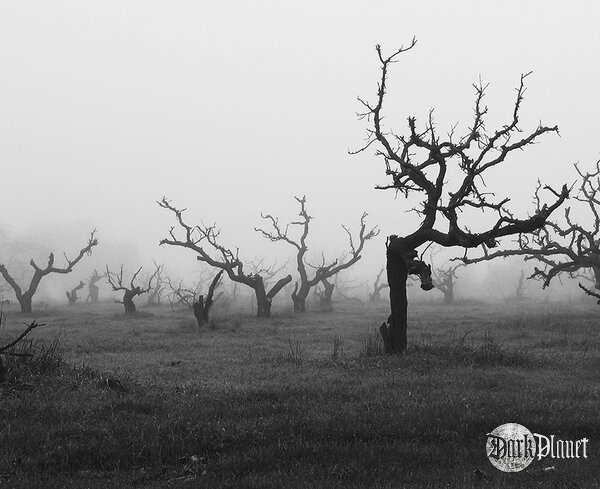 Fog 1