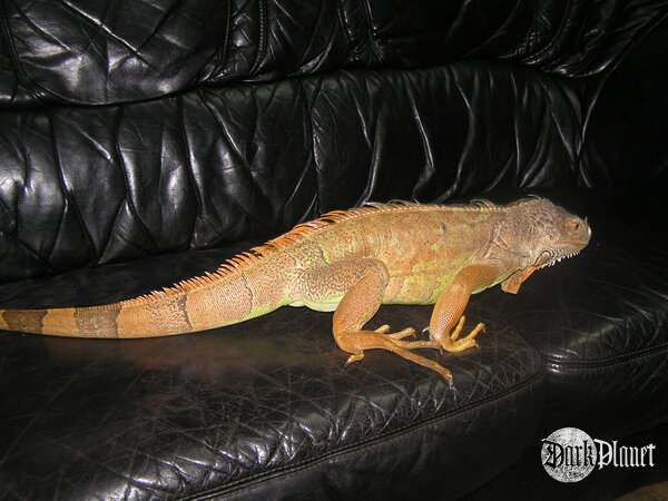 legwan zielony - iguana iaguana 