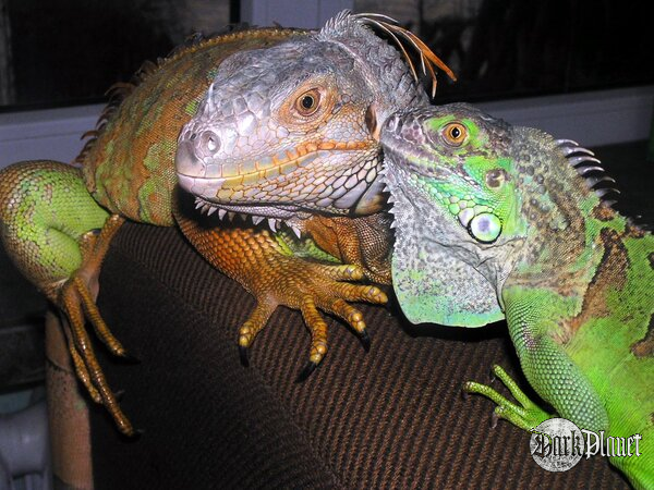 legwan zielony - iguana iaguana 