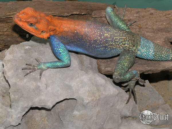 agama czerwonogłowa - agama agama [natura]