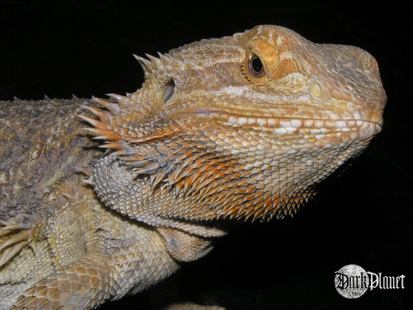 agama brodata - pogona vitticeps