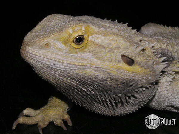 agama brodata - pogona vitticeps