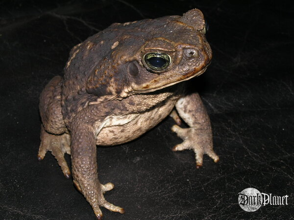 ropucha aga - Bufo marinus