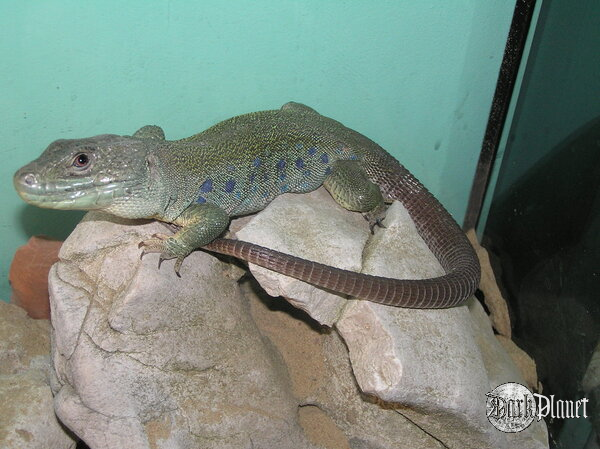 jaszczurka perłowa - Lacerta lepida