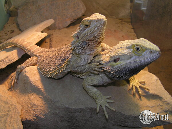 agama brodata - pogona vitticeps