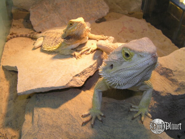 agama brodata - pogona vitticeps