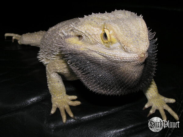 agama brodata - pogona vitticeps