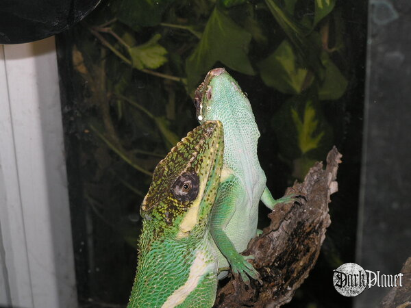 anolis kubański - Anolis equestris - para