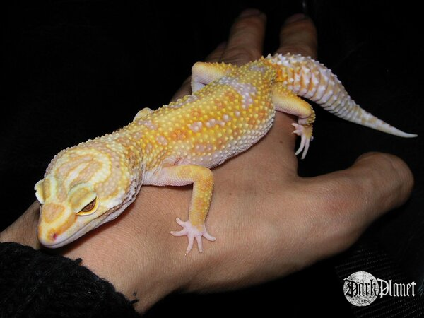 gekon lamparci - Eublepharis macularius