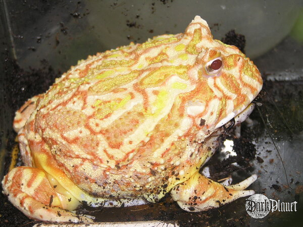 żaba rogata - ceratophrys ornata - ale tym razem z boku:)