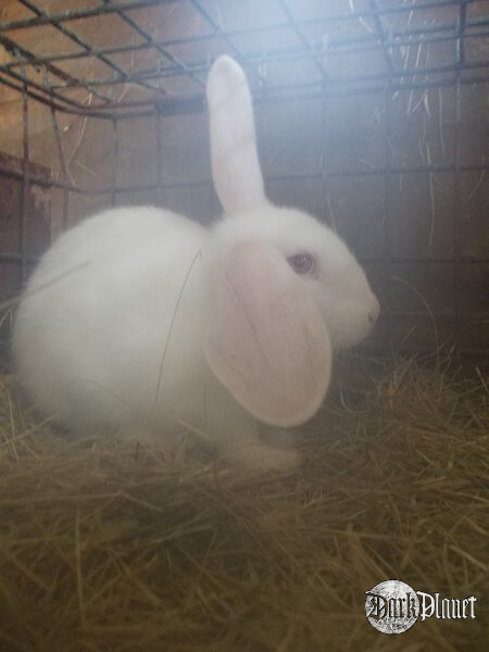 White Rabbit
