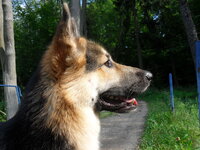 Borys