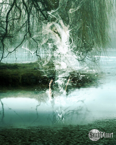 Swans