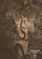 Book Cover for Sale