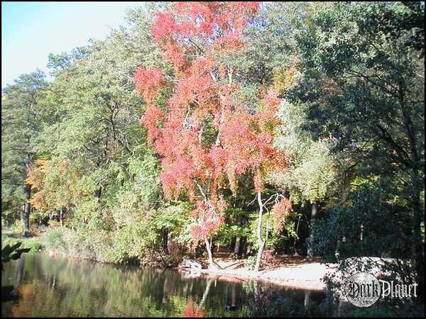 Nad jeziorem Rusałka - Poznań - 2005.10.19. [Natura]