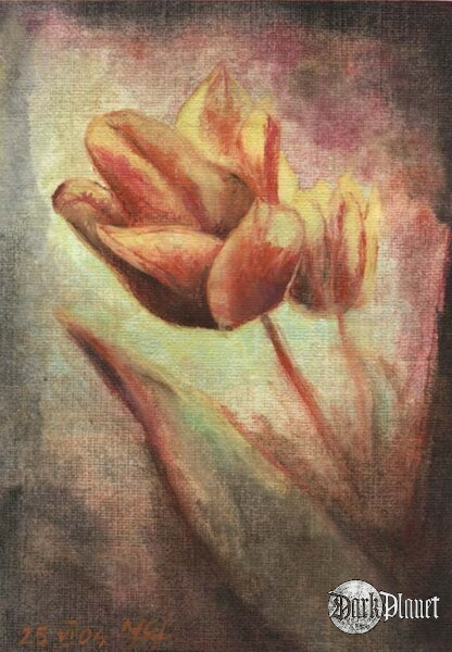 tulipany