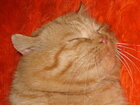 Lelka