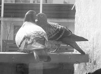 black&white memories