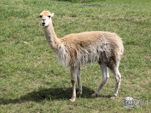 Llama XD