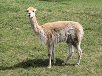 ZOO Poznań
