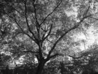 artrosis