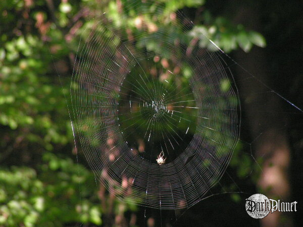 Spiders Web, Frankfurt Nord, Germany A.D 2006
