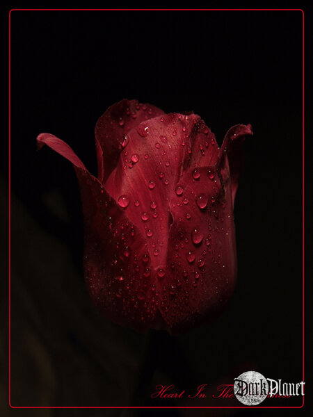 Like Heart From The Darkness [natura]