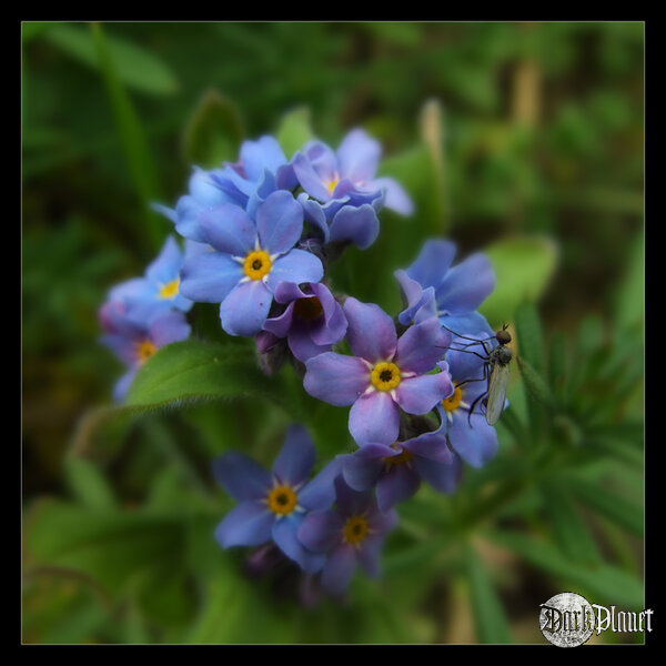Springtime - Blue Impression 2 [natura]