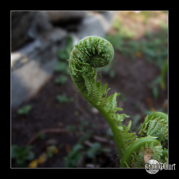 Springtime - Green Impression [natura]