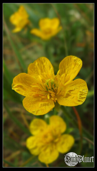 Springtime - Yellow Impression [natura]