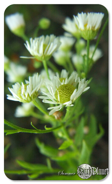 Summer Impression 1 [natura]