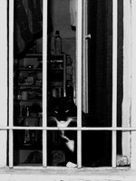             <span class="style6">Meoow...<br />Sama MRRHUCZNOŚĆ<br /></span>;)
    
    
    
    
    
    