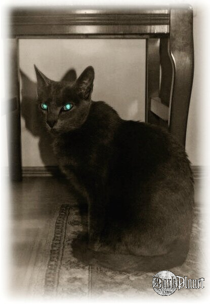 Dzidziorek: "OBEY ME, HUMAN!" ;)