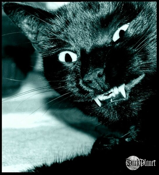 Bastet, powiedz: "seeer"! ;)