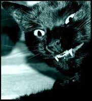 Bastet, powiedz: "seeer"! ;)