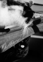 Czesio i Bastet: pierwsze spotkanie II