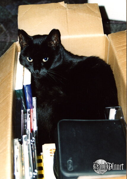 Bastet: gotowa do przeprowadzki