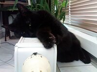 Bastet: "Mój prywatny, cieplutki kalafior..." ;P
