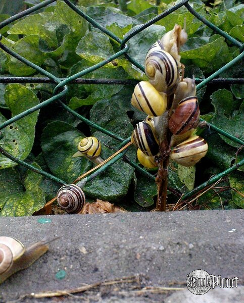 "Nie pchac się! Po kolei!!" [Natura]