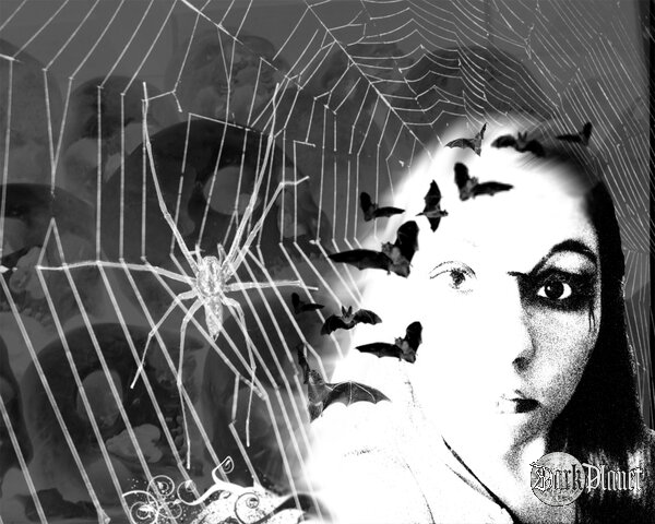 Spiders