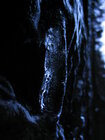 Horsea