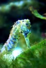 Horsea
