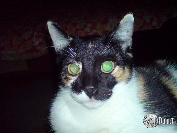 Night Cat ...