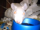 kaplan