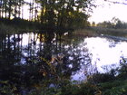 Musztarda