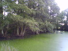 Musztarda