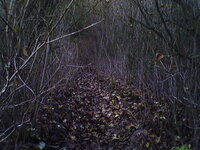 We got lost in a gloomy forest